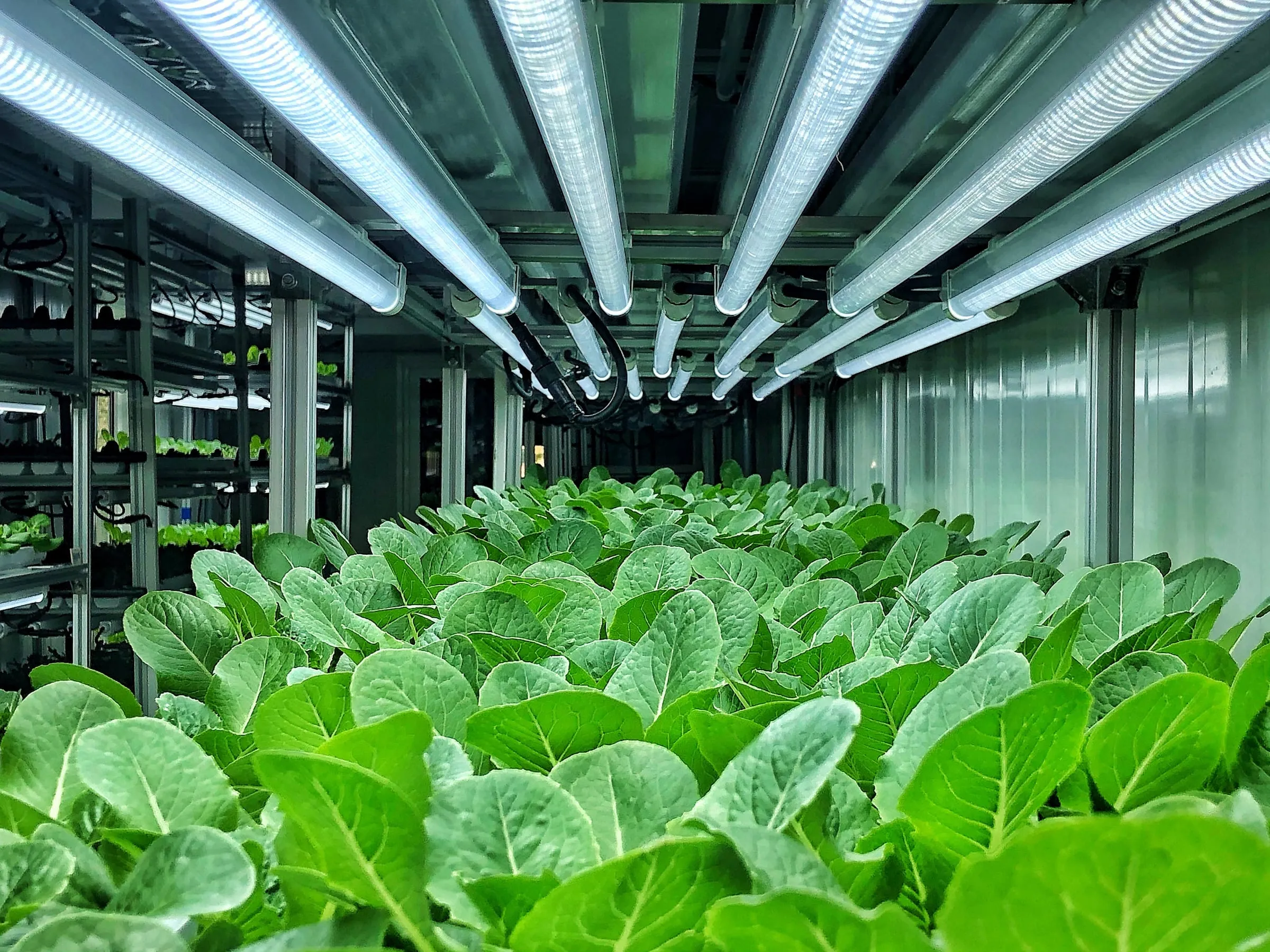 Plants under controlled indoor lighting
