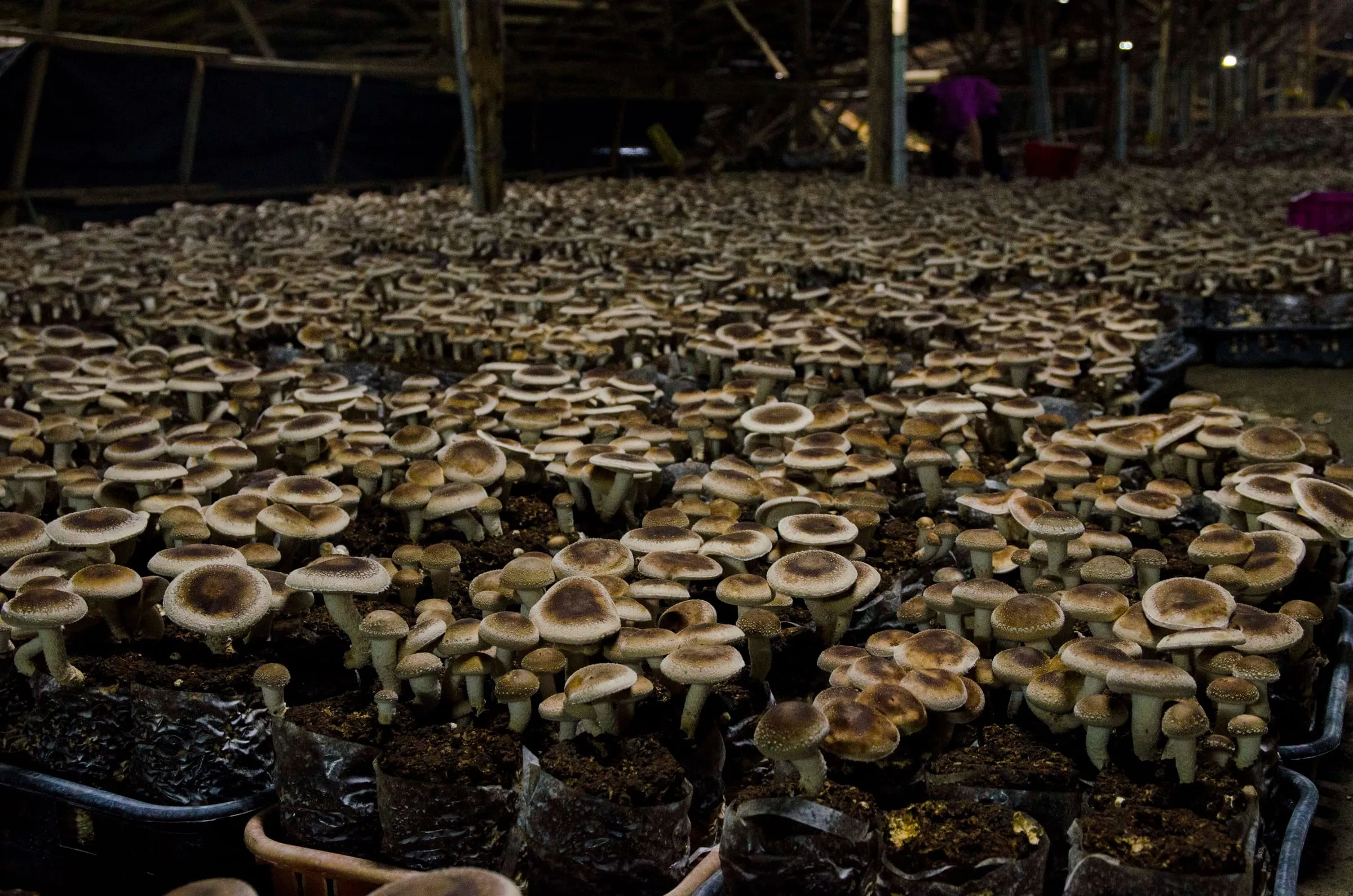 Indoor mushroom farm with harvested crops