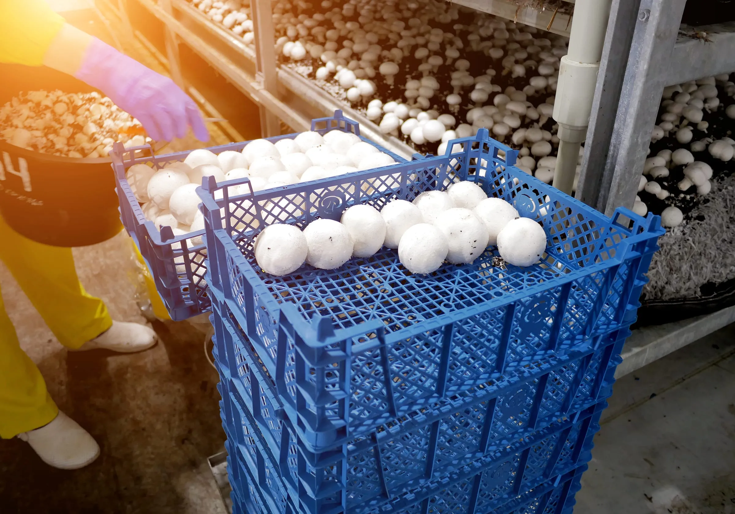 Mushroom harvest at a farm
